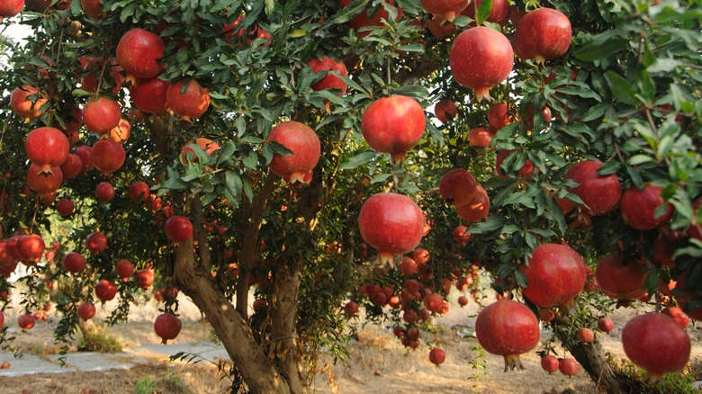 A pomegranate tree with plenty of ripe, red pomagranates growing