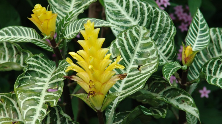 A flowering zebra plant bush