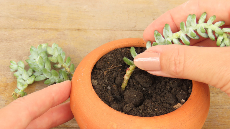 A gardener propagates branches cut from a larger burro's tail plant in a small terracotta planter.