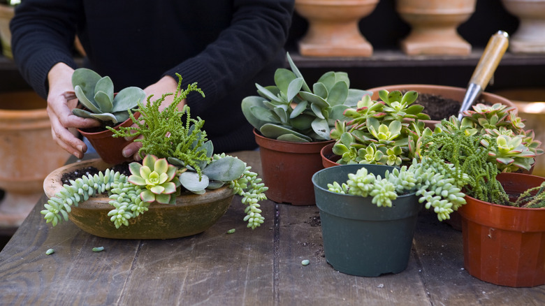 A woman repots a succulent from its nursery pot into a shallow ceramic planter filled with other succulents.