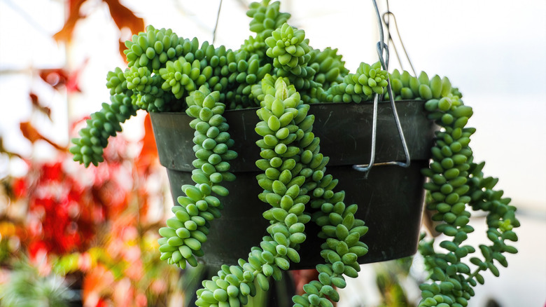 A large burro's tail succulent cascades out of a hanging planter.