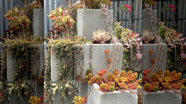Cinder blocks with planted succulents