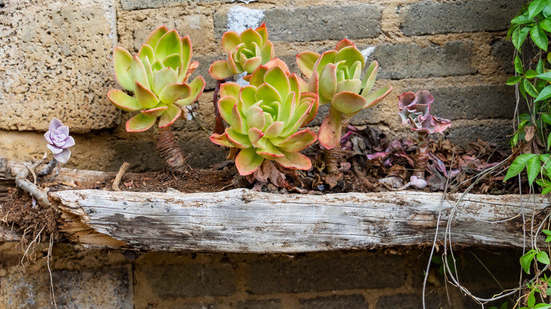Closeup of succulents planted in a piece of driftwood