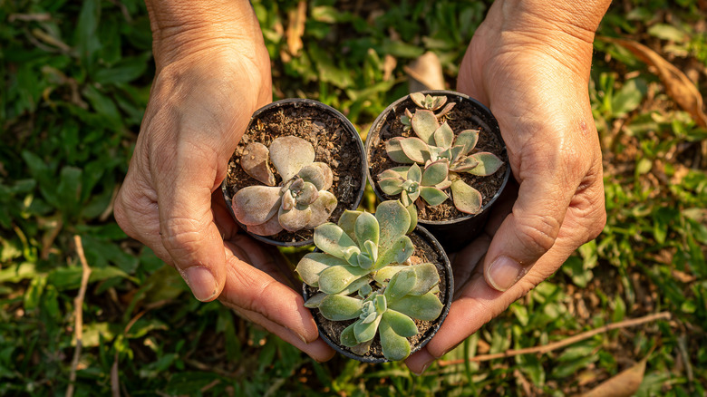Someone holding three succulents in pots