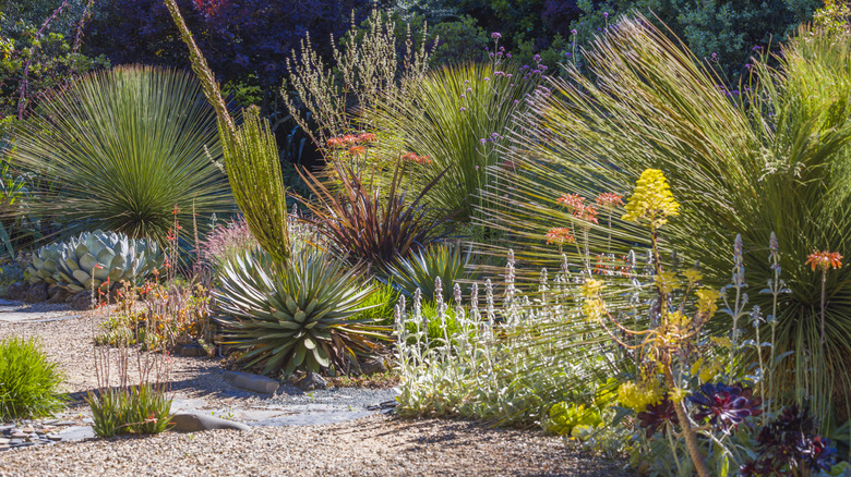 Succulent garden surrounded by ornamental grasses