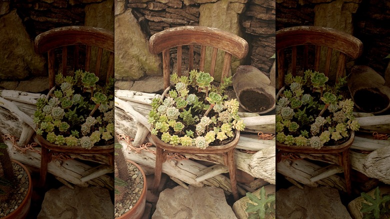 Rustic wooden chair with succulents planted in the seat