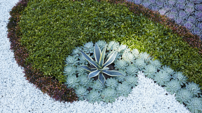 Succulent garden in patterns and shapes