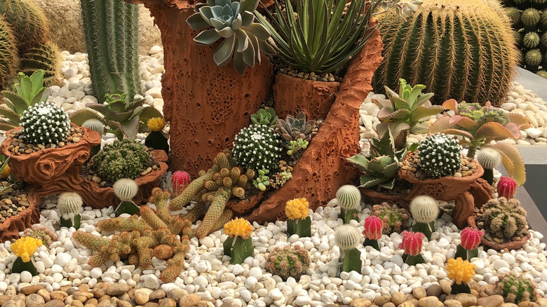 Different varieties of succulents planted in rocks