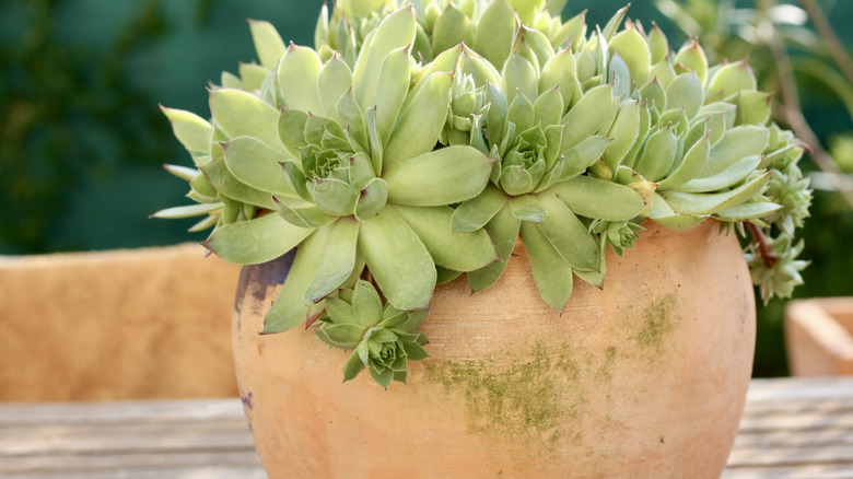 Closeup of terracotta planter with cluster of succulents