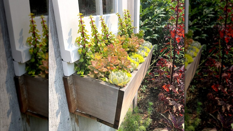 Closeup of a window box with succulents