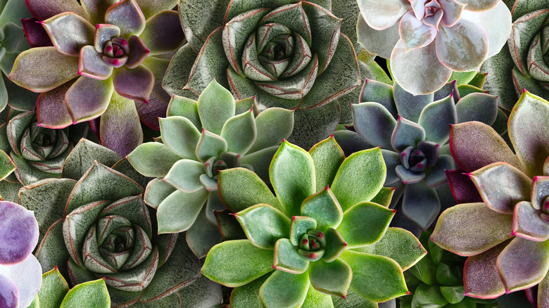 succulent rosettes colors petals