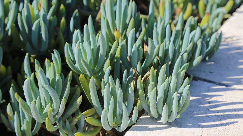 Blue Chalksticks in outdoor garden next to pavement