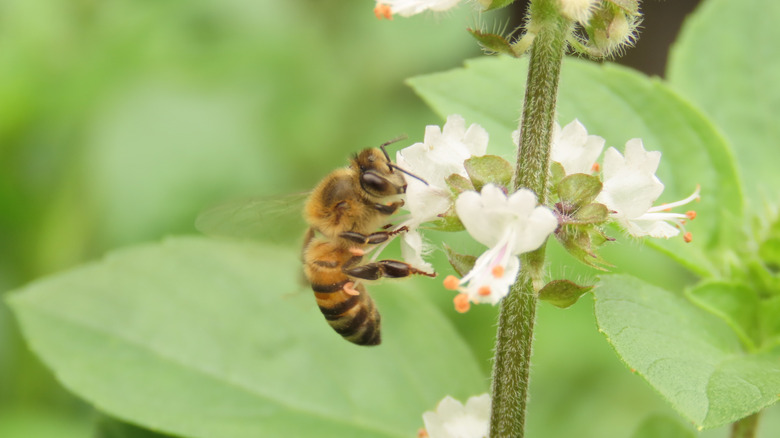 a bee pollinating basil plant flowers