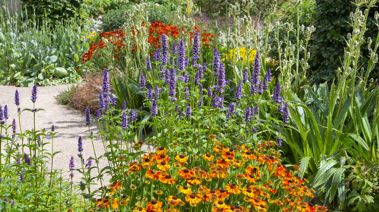 A colorful heat-tolerant garden with lots of different green and flowering plants