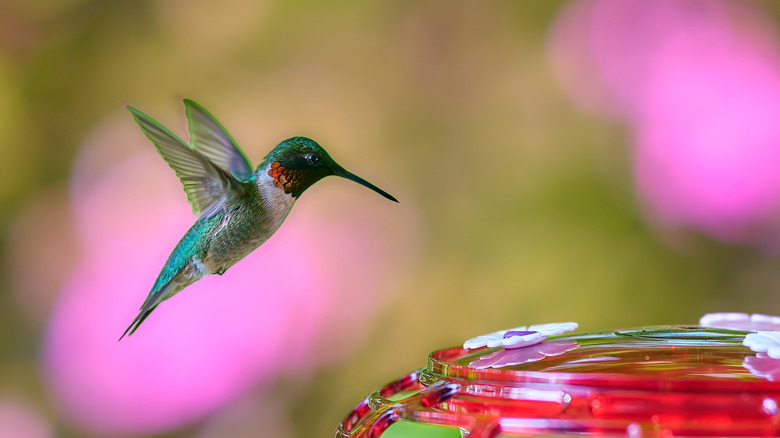 Hummingbird visits a feeder near pink flowers