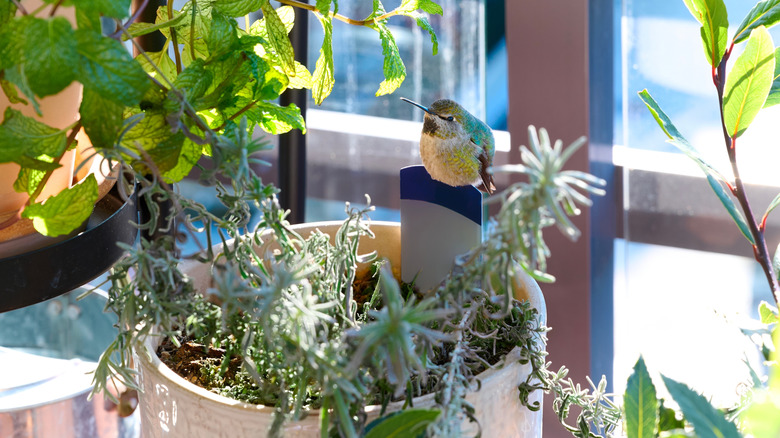 Hummingbird on a flowerpot with herbs from the mint family