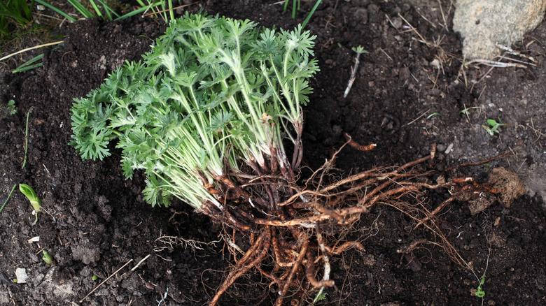Perennials ready to be divided in the garden