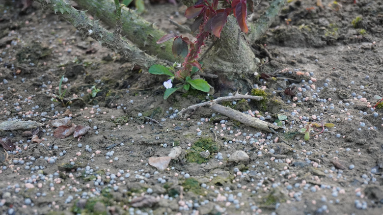 Fertilizer on dry soil around rose bush stem
