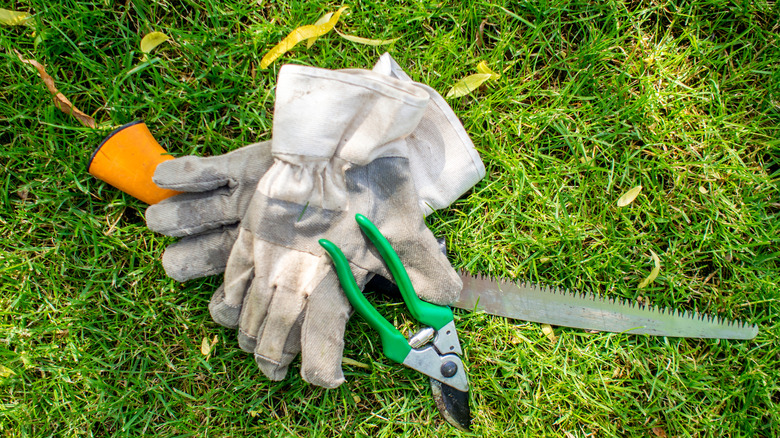 Pruning tools laying on the lawn