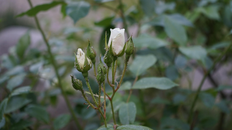 Aphids on a perennial flower