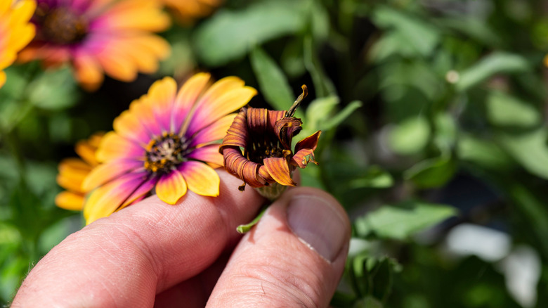 Deadheading perennial plants