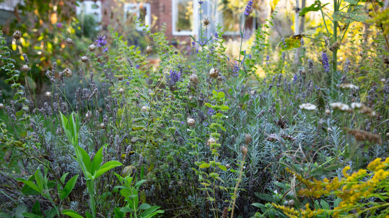 Crowded garden bed in front of a house