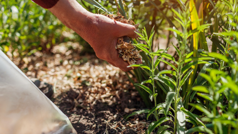 Putting mulch around perennials in the garden