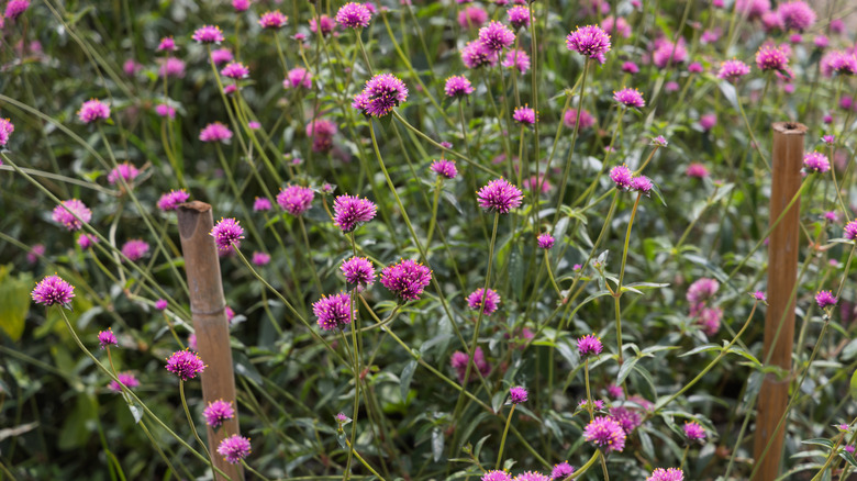 Perennial flowers with plant support