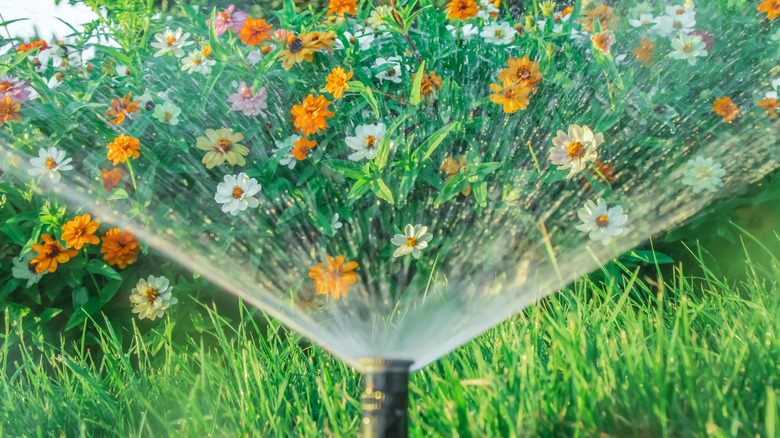 Sprinkler in front of bed of zinnias