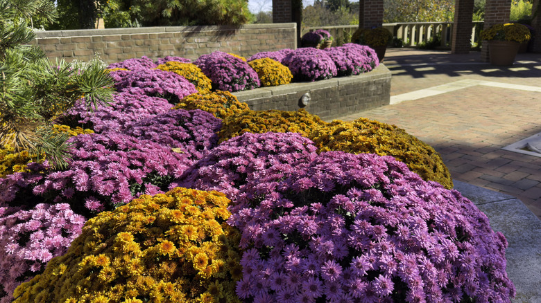 Pink and orange chrysanthemums grow in a large, brick-paved garden.