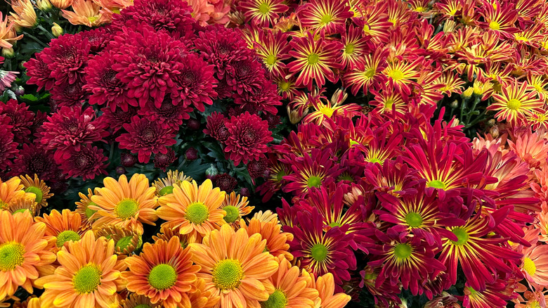 Red, yellow, and orange chrysanthemums blooming in the sunlight.