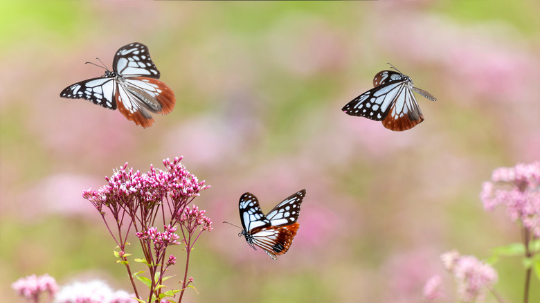 butterflies flying in a garden among flowers