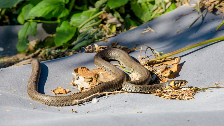 grass snake basking in yard