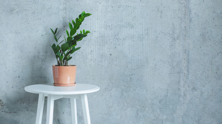 ZZ plant on white table