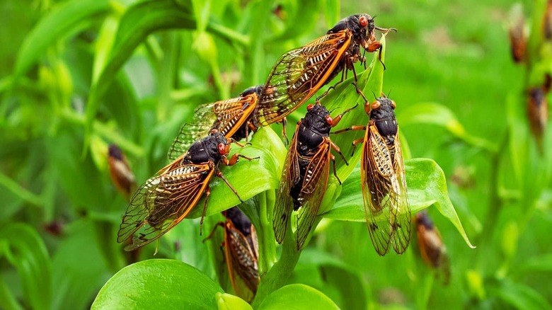 Cicadas on green plant