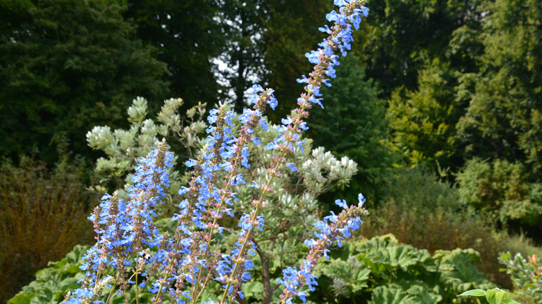 Salvia uliginosa growing in a garden.