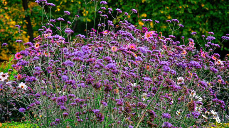 Purple Verbena bonariensis blooms growing outdoors.