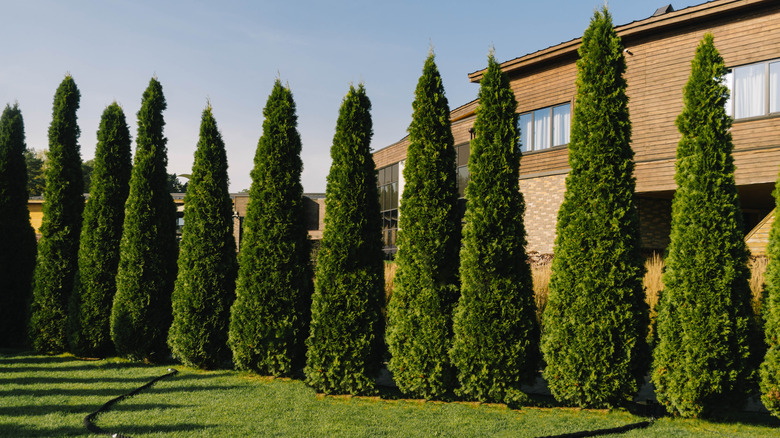 Tall arborvitae privacy trees in front of a brown house.