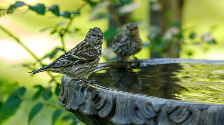 Two birds perched on a birdbath