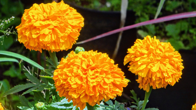 Three African marigolds close up with light orange flowers in the sun