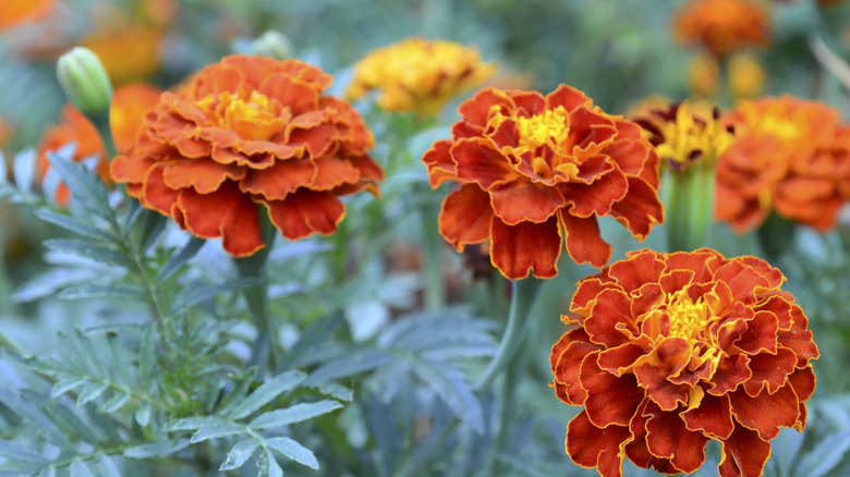 A close-up of French marigolds with orange petals and yellow centers in full bloom