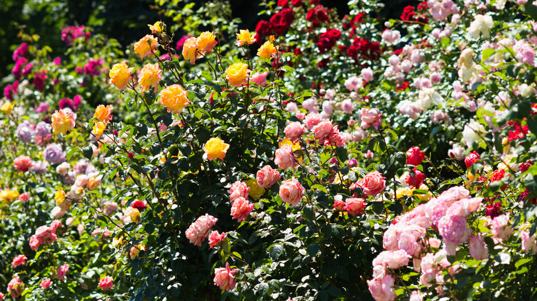 Different colored roses in a garden