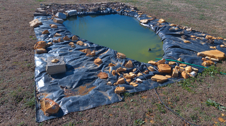 Small red bird standing on the edges of a pond