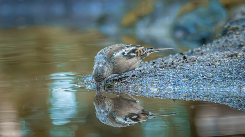 Small brown bird drinking from a pond