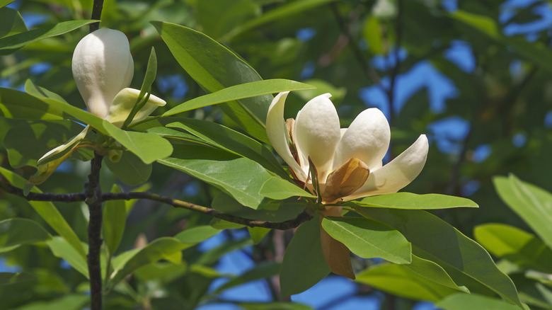 sweetbay magnolia flowers on tree