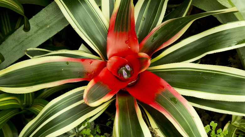 Blushing bromeliad with colorful foliage