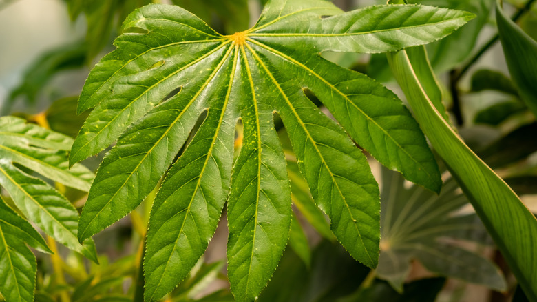 Fatsia plant