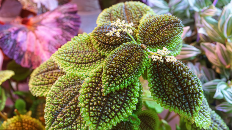 Friendship plant