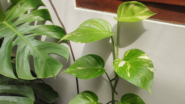 Golden pothos and monstera houseplants