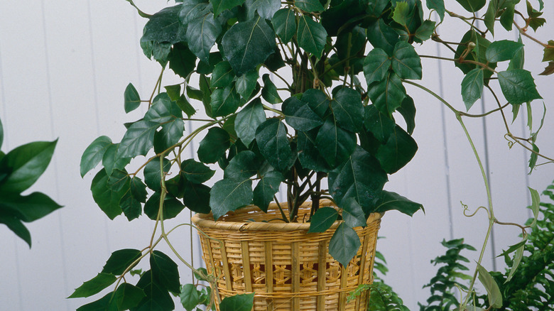 Grape ivy houseplant